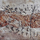 A segment of the fossil showing the captured fish (brownish colored scales) with the cephalopod’s arms wrapped around it.